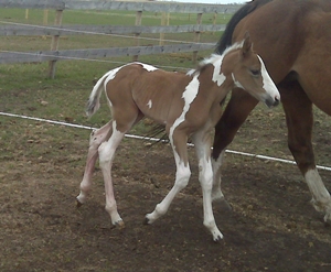 Diva - a couple hours old